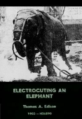 Descargar Ejecución de un elefante (C)